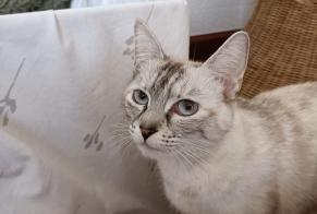 Avviso scomparsa Gatto incrocio di razze  Femmina , 2 anni Vallet Francia