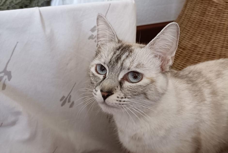 Avviso scomparsa Gatto incrocio di razze  Femmina , 2 anni Vallet Francia