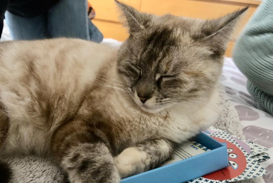 Avviso scomparsa Gatto incrocio di razze  Femmina , 2 anni Vallet Francia