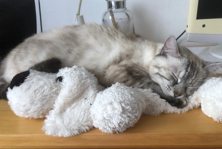 Avviso scomparsa Gatto incrocio di razze  Femmina , 2 anni Vallet Francia