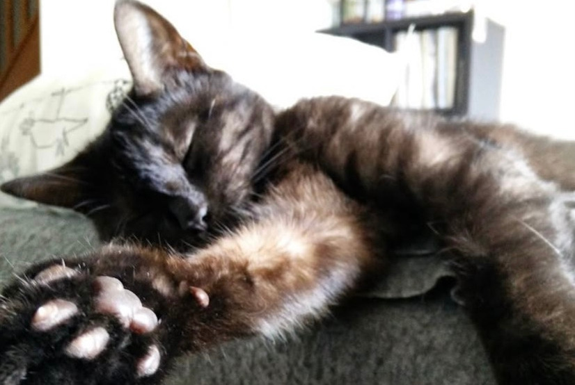 Avviso scomparsa Gatto Maschio , 10 anni Nantes Francia