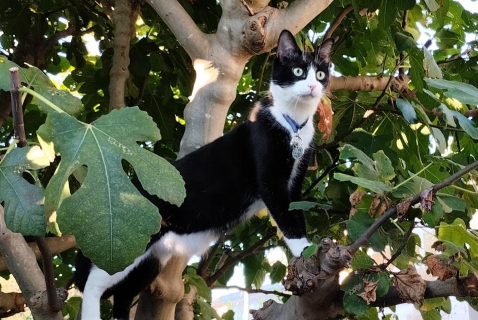 Avviso scomparsa Gatto incrocio di razze  Maschio , 24 anni Bordeaux Francia