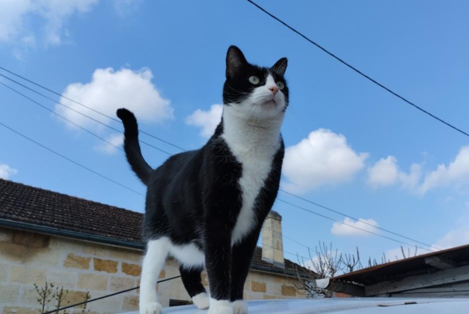 Avviso scomparsa Gatto incrocio di razze  Maschio , 24 anni Bordeaux Francia
