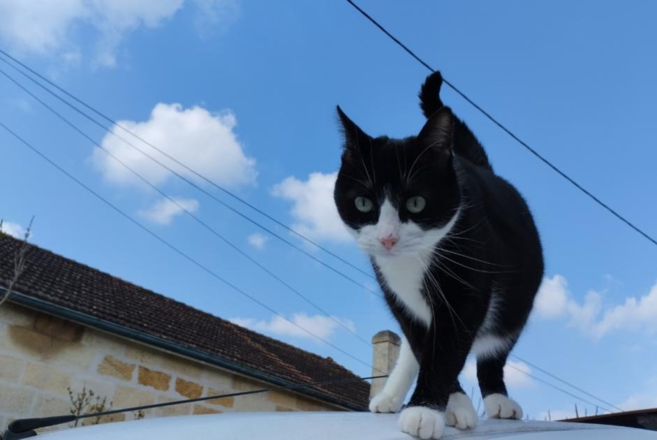 Avviso scomparsa Gatto incrocio di razze  Maschio , 24 anni Bordeaux Francia