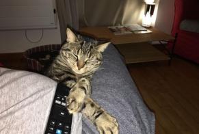 Avviso scomparsa Gatto  Maschio , 9 anni Villeparisis Francia
