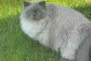 Avviso scomparsa Gatto  Maschio , 7 anni Orléans Francia
