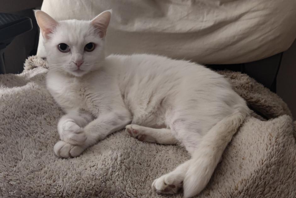 Avviso scomparsa Gatto Femmina , 9 anni Salbris Francia