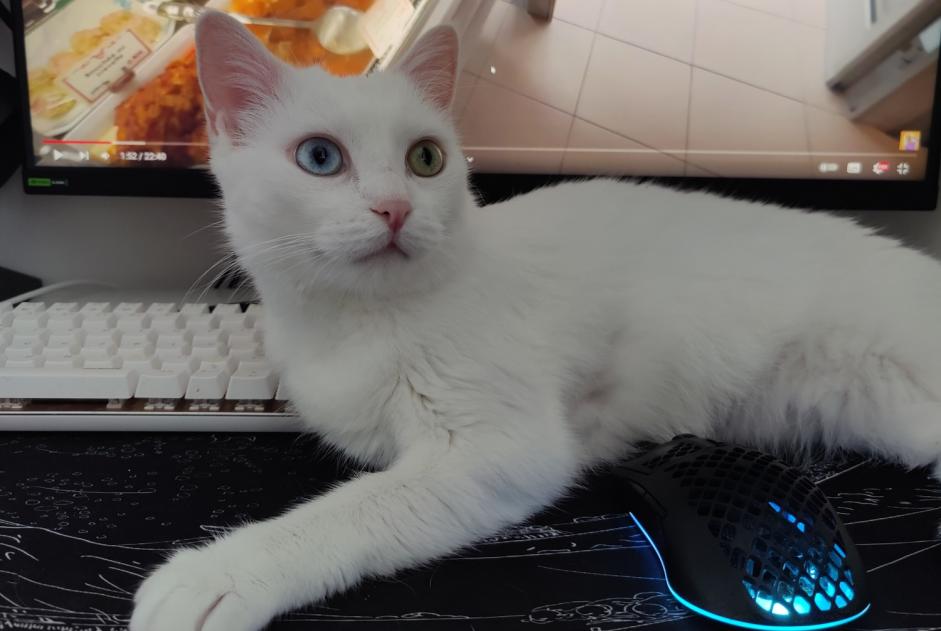 Avviso scomparsa Gatto Femmina , 9 anni Salbris Francia
