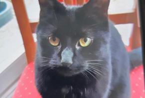 Avviso scomparsa Gatto Femmina , 4 anni Charleville-Mézières Francia