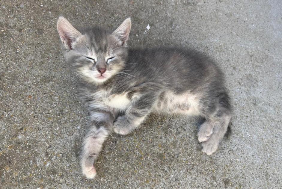 Avviso scomparsa Gatto Femmina , 0 anni Brindas Francia