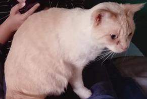 Avviso scomparsa Gatto Femmina , 4 anni Cellettes Francia