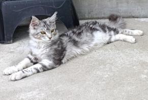 Avviso scomparsa Gatto  Maschio , 1 anni Nances Francia