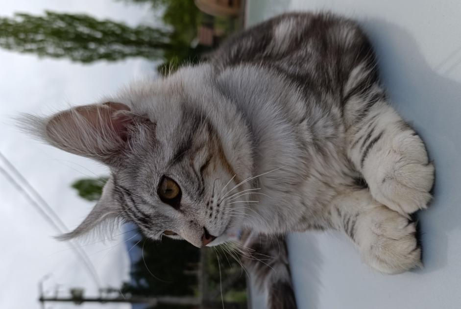 Avviso scomparsa Gatto  Maschio , 1 anni Nances Francia