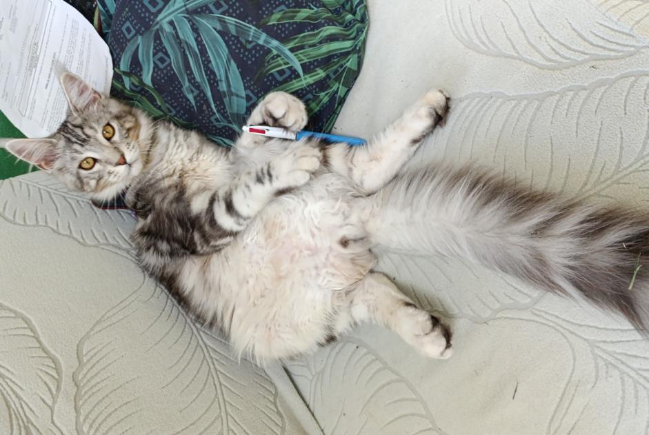 Avviso scomparsa Gatto  Maschio , 1 anni Nances Francia