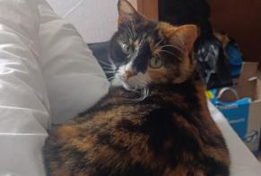 Avviso scomparsa Gatto incrocio di razze  Femmina , 7 anni Nîmes Francia