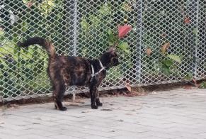 Avviso Ritrovamento Gatto incrocio di razze  Non conosciuta Rennes Francia