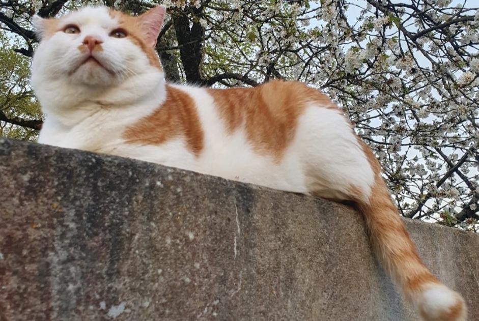 Verdwijningsalarm Kat Mannetje , 10 jaar Guignen Frankrijk