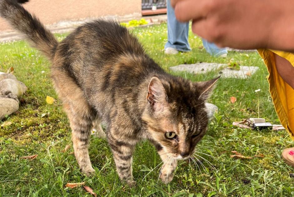 Ontdekkingsalarm Kat Vrouwtje Auzielle Frankrijk