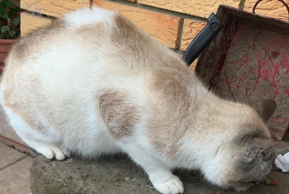 Ontdekkingsalarm Kat Vrouwtje Puchevillers Frankrijk
