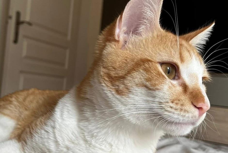 Verdwijningsalarm Kat Mannetje , 3 jaar Wissous Frankrijk