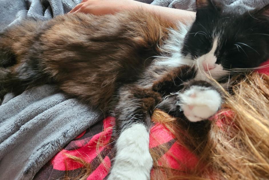 Verdwijningsalarm Kat Vrouwtje , 4 jaar Saint-Paul-lès-Dax Frankrijk