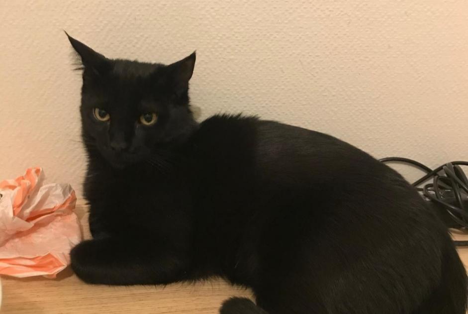 Verdwijningsalarm Kat Mannetje , 5 jaar Paris Frankrijk