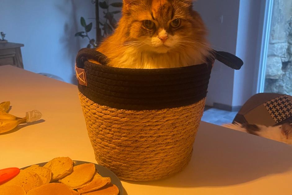Verdwijningsalarm Kat Vrouwtje , 8 jaar Billy-sous-Mangiennes Frankrijk