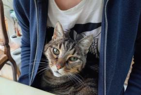 Verdwijningsalarm Kat  Mannetje , 17 jaar Saint-Hilaire-de-Riez Frankrijk