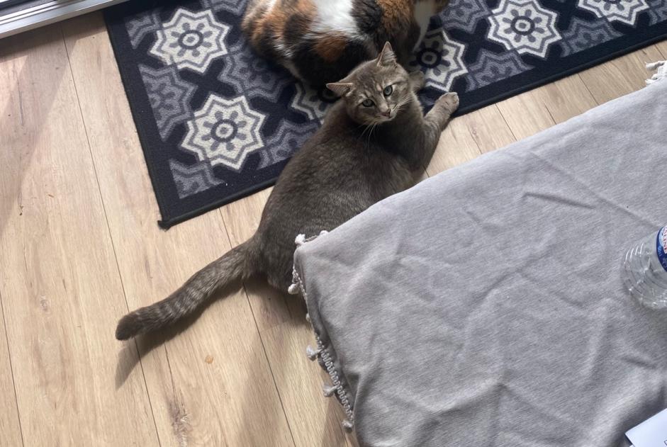 Ontdekkingsalarm Kat Mannetje , 3 jaar Dinard Frankrijk