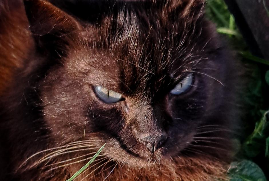 Verdwijningsalarm Kat  Mannetje , 6 jaar Bruay-sur-l'Escaut Frankrijk