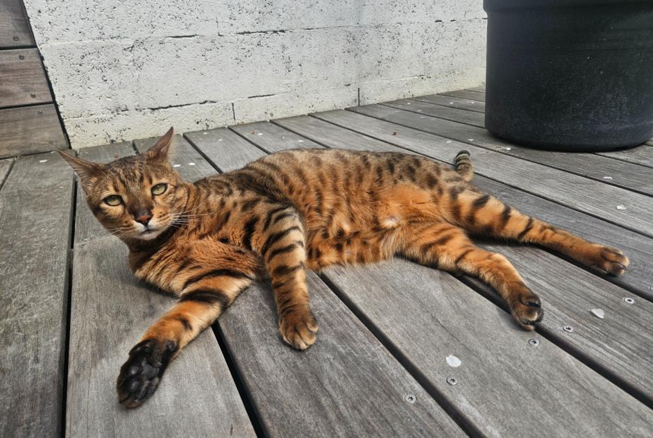 Verdwijningsalarm Kat  Mannetje , 6 jaar Bordeaux Frankrijk