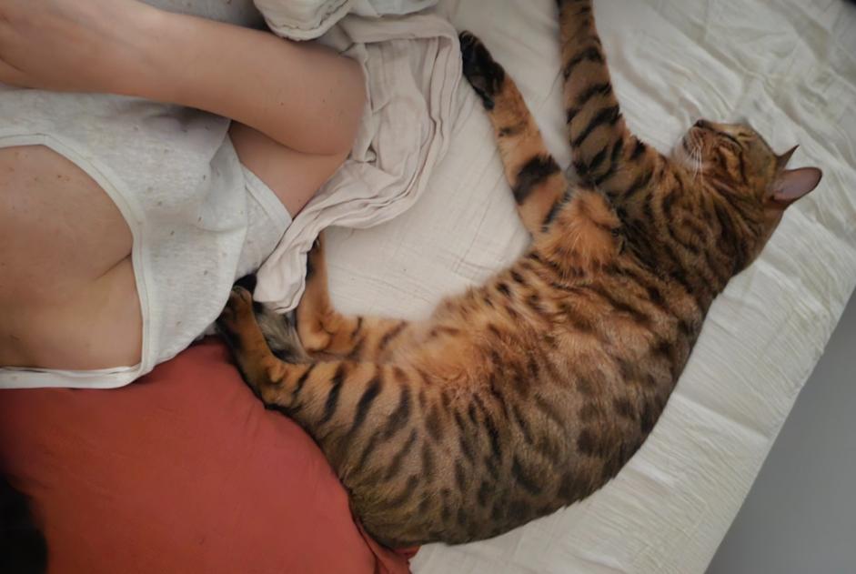 Verdwijningsalarm Kat  Mannetje , 6 jaar Bordeaux Frankrijk