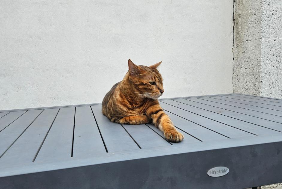 Verdwijningsalarm Kat  Mannetje , 6 jaar Bordeaux Frankrijk