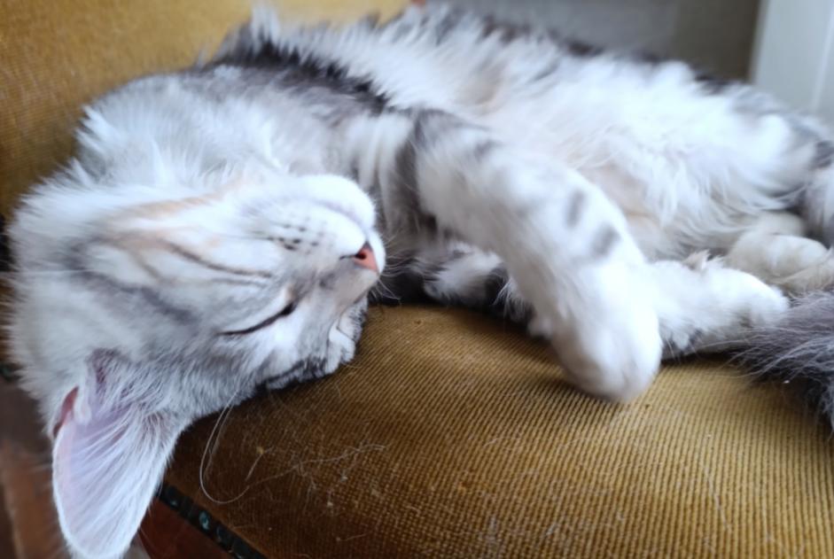 Verdwijningsalarm Kat  Mannetje , 1 jaar Nances Frankrijk
