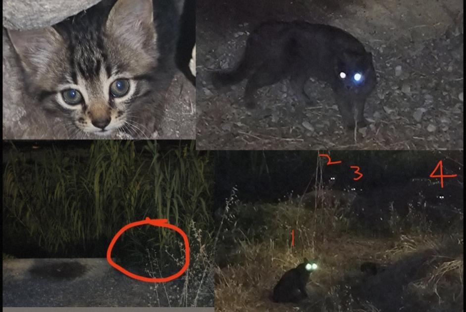 Ontdekkingsalarm Kat Onbekend Nice Frankrijk