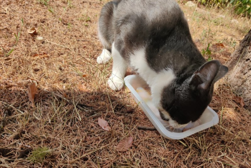 Ontdekkingsalarm Kat Mannetje Sète Frankrijk