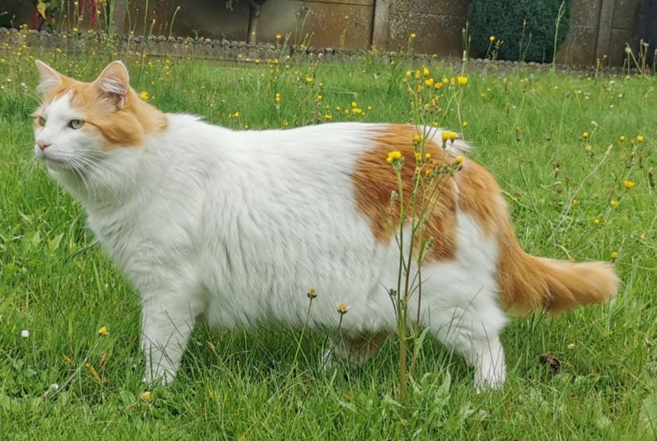Alerta desaparecimento Gato cruzamento  Macho , 6 anos Chaville France