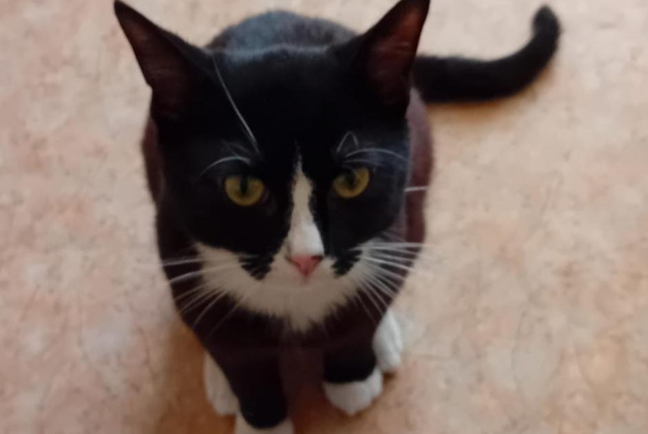 Alerta desaparecimento Gato Macho , 2 anos Gien France