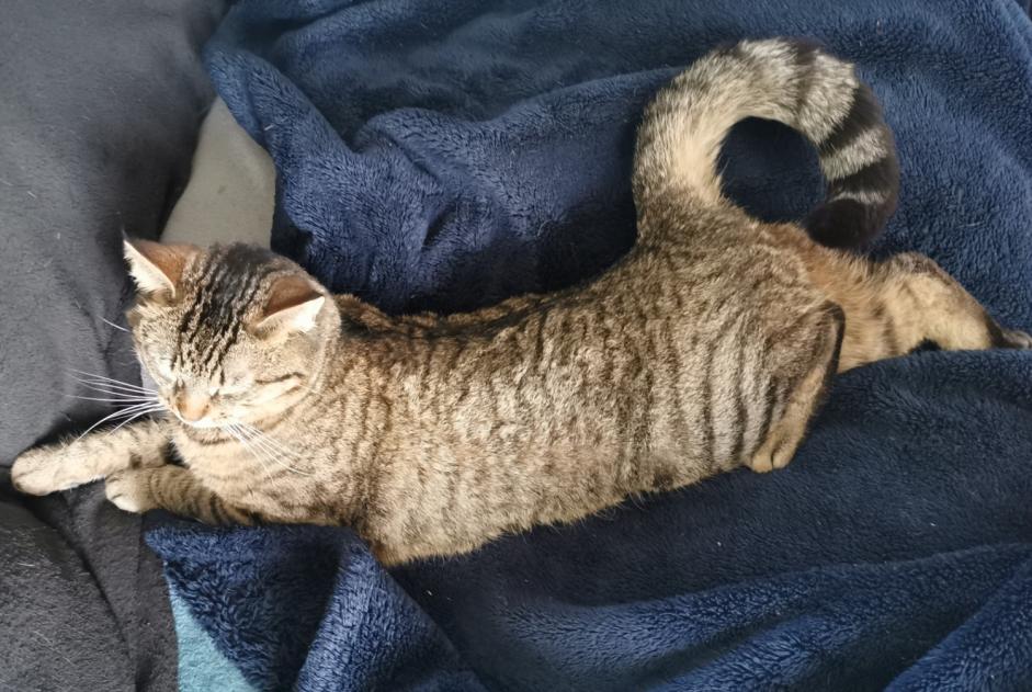 Alerta desaparecimento Gato Fêmea , 3 anos Torigny-les-Villes France