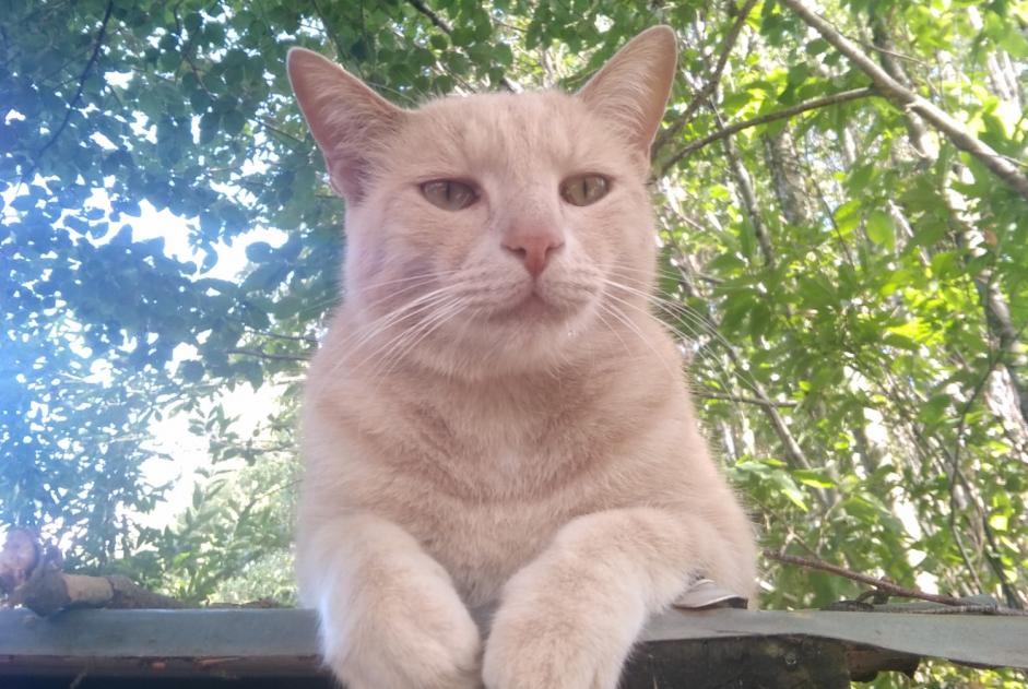 Alerta desaparecimento Gato cruzamento  Macho , 5 anos Beaulieu-Sous-Parthenay France