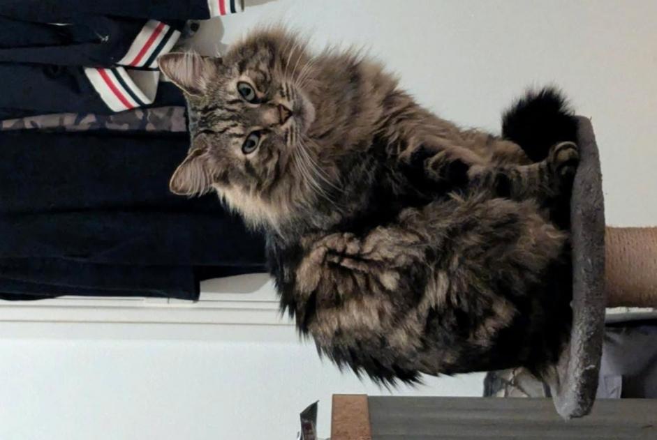 Alerta desaparecimento Gato Macho , 5 anos Toulouse France
