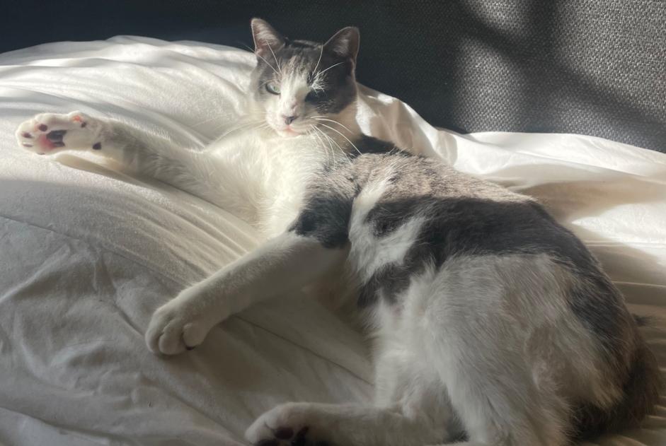 Alerta desaparecimento Gato Macho , 2 anos Sauternes France