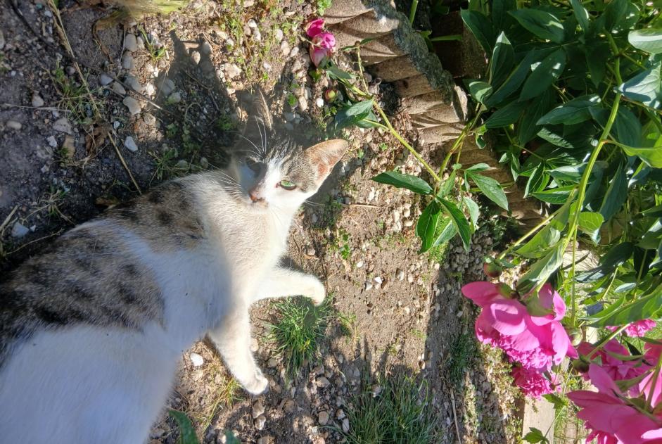 Alerta desaparecimento Gato cruzamento  Fêmea , 1 anos Tours France