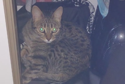 Alerta desaparecimento Gato Fêmea , 5 anos Gardanne France