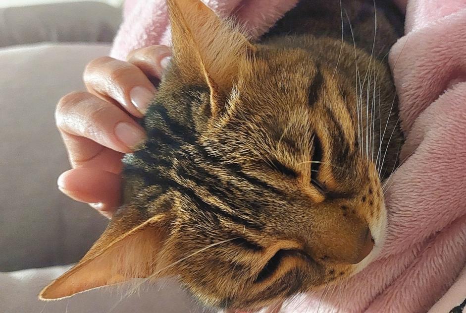 Alerta desaparecimento Gato Fêmea , 5 anos Gardanne France