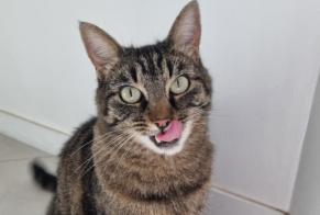 Alerta desaparecimento Gato Macho , 6 anos Caluire-et-Cuire France