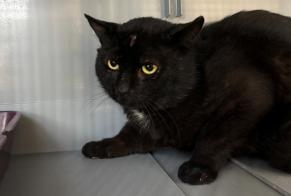Alerta descoberta Gato  Macho , 4 anos Saint-Nom-la-Bretèche France
