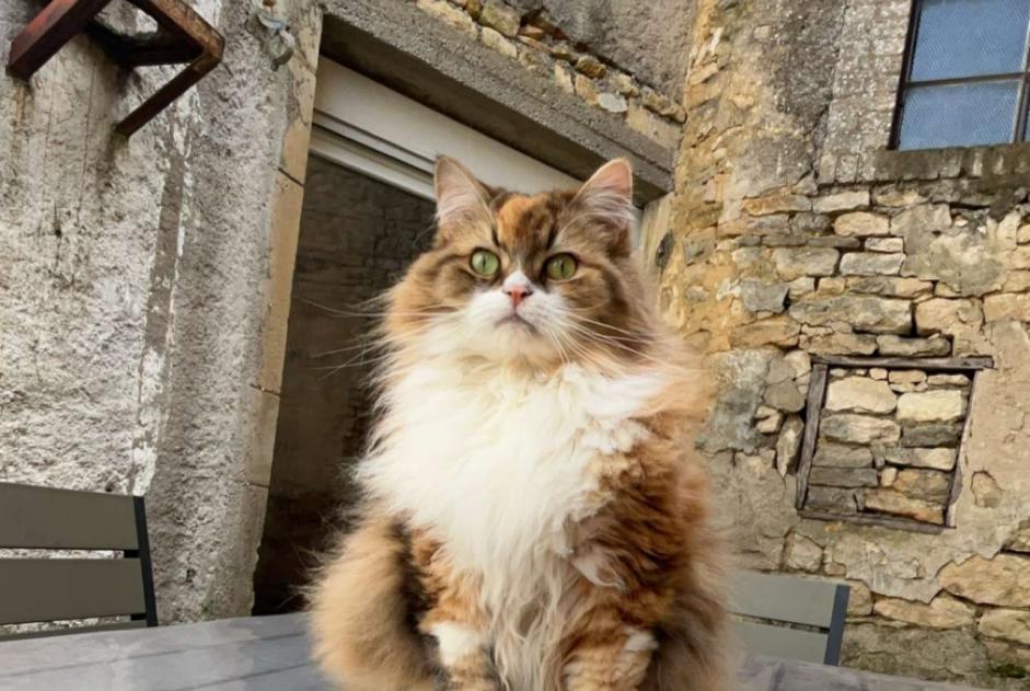 Alerta desaparecimento Gato Fêmea , 8 anos Billy-sous-Mangiennes France