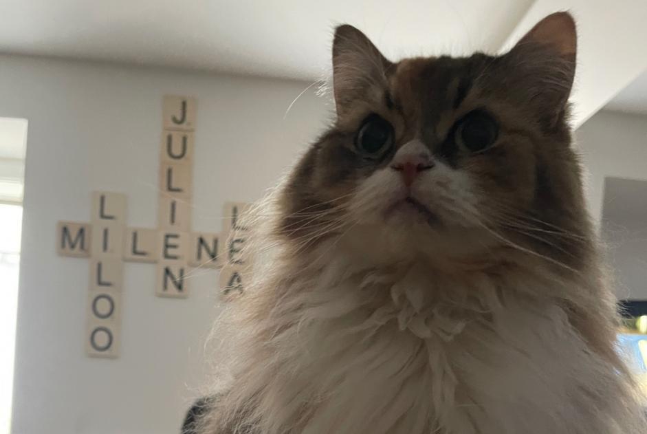 Alerta desaparecimento Gato Fêmea , 8 anos Billy-sous-Mangiennes France
