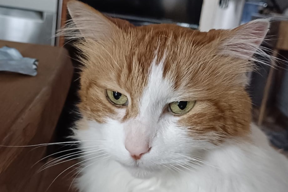 Alerta desaparecimento Gato cruzamento  Macho , 11 anos Gaillac France